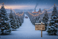 Christmas Tree Farm